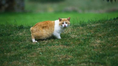 Punya Tingkah Menggemaskan Seperti Seekor Kelinci, Berikut Sejarah dan Karakter dari Kucing Manx