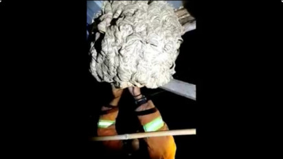 Sedikitnya Empat Orang Tewas  dan Puluhan Lainnya Luka-Luka Akibat Serangan Tawon Vespa di Wilayah Kabupten Tuban