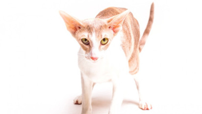 Terkenal Senang Bermain dan Ramah, Berikut Karakter, Sifat dan Sejarah dari Seekor Kucing Cornish Rex