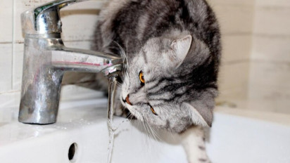 Cat Lovers Harus Tahu! Ternyata Segini Asupan Air Minum yang Diperlukan Oleh Seekor Kucing