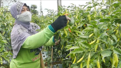 Walau Harga di Pasaran Naik, Petani Cabai di Temanggung Tetap Merana