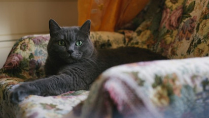 Terkenal Sangat Energik, Berikut Karakter Fisik, Sifat dan Sejarah dari Seekor Kucing Chartreux