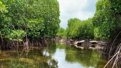 7904 Hektare Hutan Bakau Sumut segera Direhabilitasi