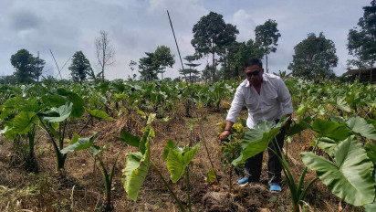 PERHIPTANI Pali Nilai Budidaya Talas Beneng Dapat Menjadi Penguat Ketahanan Pangan dengan Strategi Diversifikasi