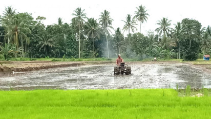 Gawat, Alokasi Pupuk Subsidi di Banyuwangi Dikurangi 19.392 Ton