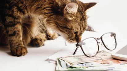 Catat! Jauhkan Kucing Peliharaanmu dari 5 Aroma Berikut Agar Mereka Tetap Nyaman Saat di Rumah