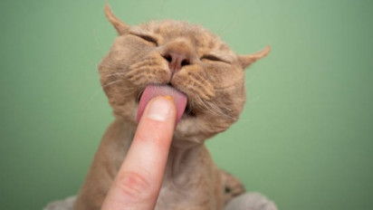 Jadi Salah Satu Hewan yang Cerdas, Berikut Karakter, Sejarah, dan Cara Merawat Kucing German Rex