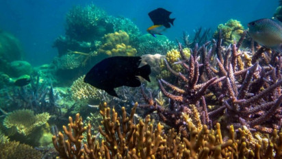 Keindahan Karimunjawa Begitu Menyedot Sepasang Mata Wisatawan, Ternyata Eksotis!