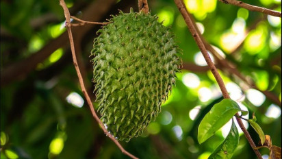 Berikut Manfaat Daun Sirsak yang Dipercaya Ampuh Stabilkan Kadar Gula Darah Penderita Diabetes