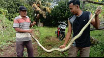 Tersangkut di Jaring Kebun di Karimun, Ular Sanca Sepanjang 2 Meter Ditangkap Warga