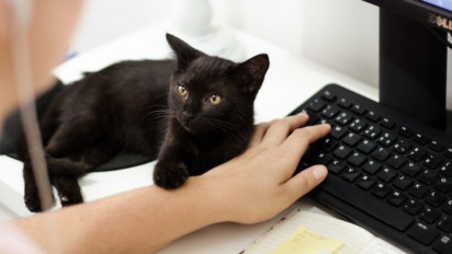 Jadi Tempat Favorit untuk Beristirahat, Ternyata Ini Alasan Kenapa Kucing Suka Tidur di Atas Laptop