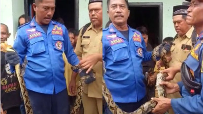 Ngeri! Ular Piton Sepanjang 3 Meter Nyelonong ke Rumah Warga di Banyuwangi