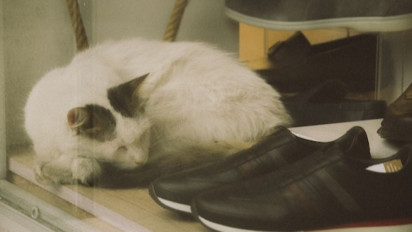 Meski Beraroma Tidak Sedap, Berikut Alasan Mengapa Kucing Suka Mengendus Sepatu Pemiliknya