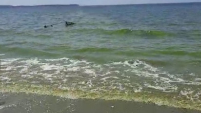 Heboh! Banyak Ikan Mati dan Air Laut Berubah Warna Hijau di Kepulauan Selayar