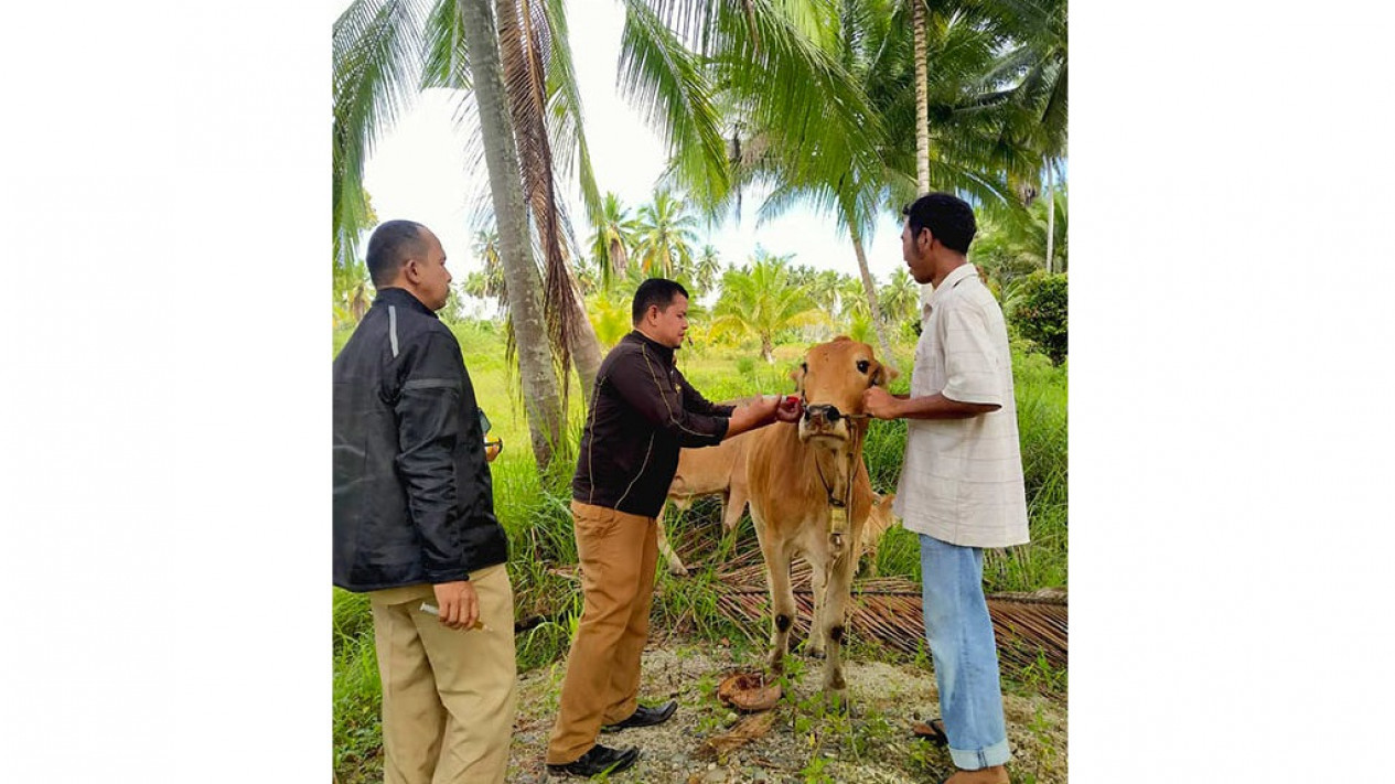 Delapan Ekor Sapi dan Kerbau Mati Mendadak Diduga Akibat Penyakit Ngorok
            - galeri foto