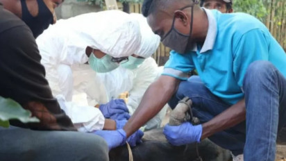 Puluhan Babi di 2 Kabupaten di NTT Dilaporkan Positif Flu Afrika