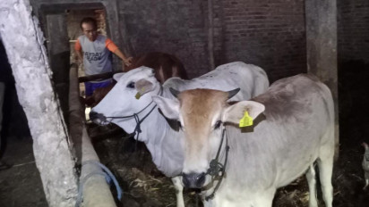 Belasan Ekor Sapi di Klaten Terserang Virus LSD