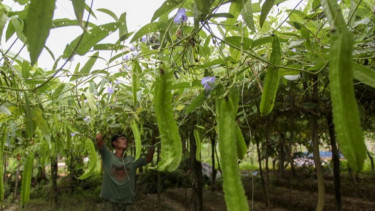 Daun Kecipir Mentah Ternyata Mengandung Sedikit Toksik