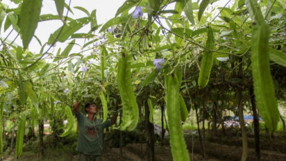 Daun Kecipir Mentah Ternyata Mengandung Sedikit Toksik