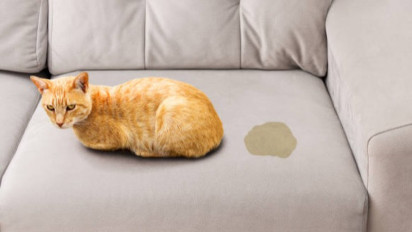 Cat Lovers Wajib Tahu, Inilah 6 Cara Ampuh untuk Mengatasi Kucing yang Suka Buang Air Kecil Sembarangan