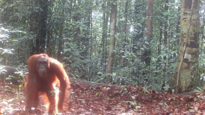 Kabar Menggembirakan, Orangutan Tertangkap Kamera Jebak Pertama Kalinya di Cagar Alam Pararawen