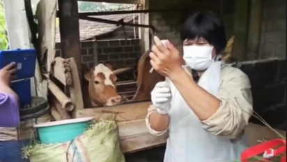 Ratusan Sapi dan Kerbau di Kendal Terserang Penyakit LSD Pemkab Targetkan 10.000 Ternak Divaksin