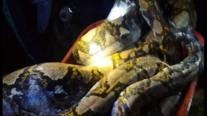 Mangsa Ternak Warga, Penangkapan Ular Sanca 8 Meter Berlangsung Dramatis