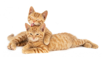 Catat! Berikut ini Merupakan 5 Penyebab Mata Kucing Belekan dan Cara Ampuh Untuk Mengatasinya