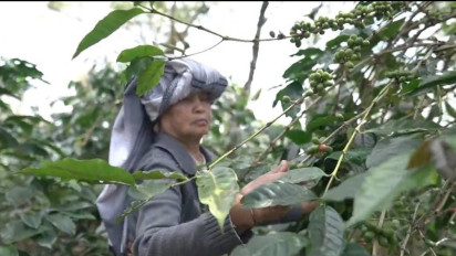 Di Balik Rasa Pahitnya Kopi, Ternyata Menjadi Pemanis Hidup Petani