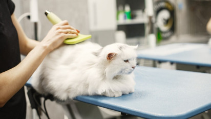 Catat! Berikut 3 Cara Simpel dan Efektif untuk Merawat Bulu Kucing Agar Lebat dan Lembut