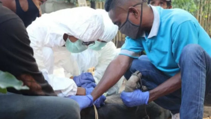 Puluhan Babi di Kupang Mati Mendadak Diduga Akibat Flu Babi Afrika
