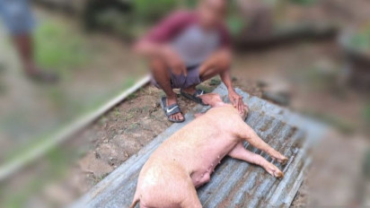 Pemprov NTT Sebut 233 Babi Mati Mendadak Terjangkit 'African Swine Fever'