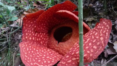 Ini Penampakan Bunga Rafflesia Arnoldii Mekar Sempurna