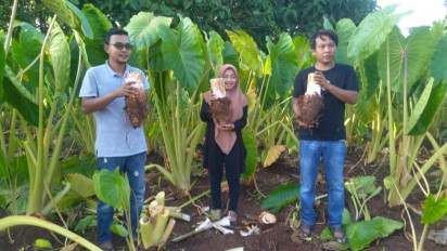 Nikmatnya Raja Talas, Jajanan Kekinian Kreasi Pemuda Pancang, Gresik, Pengganti Nasi Bagi Penderita Diabetes