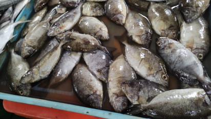 Ikan Dingkis Hidangan Wajib Warga Tionghoa di Kepri Rayakan Imlek