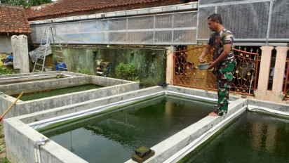 Dukung Ketahanan Pangan, Babinsa di Kabupaten Pekalongan Sukses Budidaya Bibit Ikan Lele