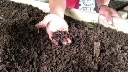 Bermodal Rp200 Ribu, Pembudidaya Cacing Tanah Raup Untung hingga Jutaan Rupiah  