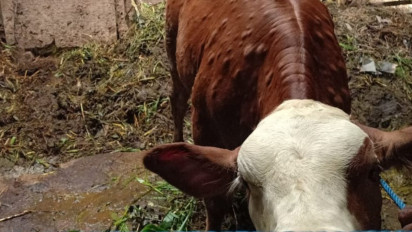 Dispertanikap Kabupaten Semarang Catat Puluhan Kasus Suspect LSD dalam Sehari