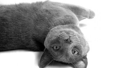 Jadi Salah Satu Ras Kucing Tertua dan Paling Murni, Berikut Karakter Fisk, Sifat dan Sejarah Kucing Korat