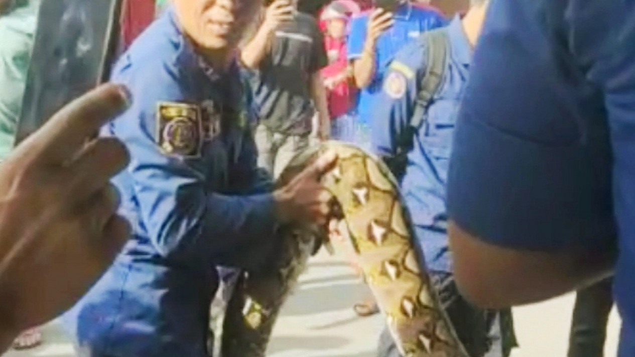 Petugas Damkar Evakuasi Ular Sanca 5 Meter Dari Rumah Warga
            - galeri foto