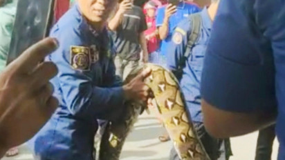 Petugas Damkar Evakuasi Ular Sanca 5 Meter Dari Rumah Warga