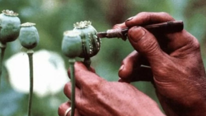 Junta Berkuasa, PBB Sebut Budidaya Opium di Myanmar Meningkat