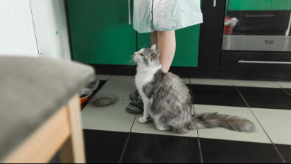 Kenapa Kucing Mendadak Mogok Makan? Salah Satunya Bisa Jadi Tanda Penyakit Serius