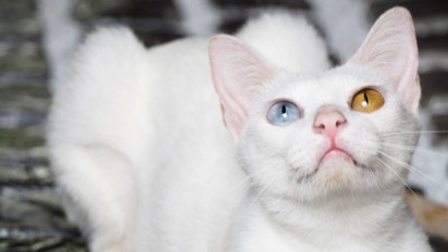 Beda Dari yang Lain, Berikut Fakta Tentang Kucing yang Memiliki Warna Mata Berbeda
