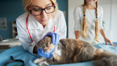 Catat! Berikut Cara Mudah dan Ampuh Mengobati Kucing yang Sakit Mata Menggunakan Bahan-bahan Alami