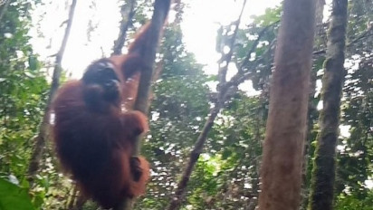 Kelahiran Orang Utan Kalimantan di Awal Tahun 2023, Pertanda Baik Habitat Alaminya