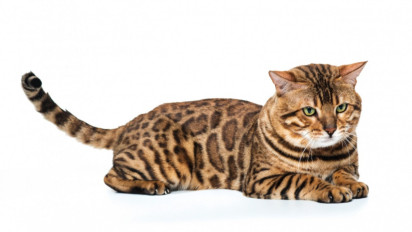 Seekor Kucing Berenergi Tinggi, Berikut Sifat, Sejarah, dan Karakter Fisik Kucing Bengal