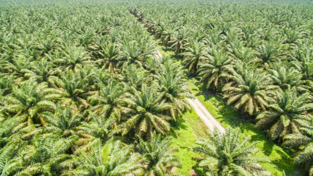 Dinas LHK Aceh Temukan Lokasi Hutan Negara Seluas 17 Hektare yang Dijadikan Kebun Kelapa Sawit Secara Ilegal
            - galeri foto