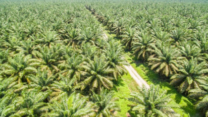 Dinas LHK Aceh Temukan Lokasi Hutan Negara Seluas 17 Hektare yang Dijadikan Kebun Kelapa Sawit Secara Ilegal