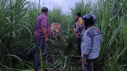 Dikepung Polisi dan Warga, Maling Tinggalkan Dua Ekor Sapi Curiannya di Kebun Tebu